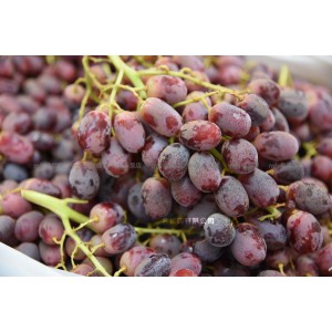 澳洲 無核小紅提 磅