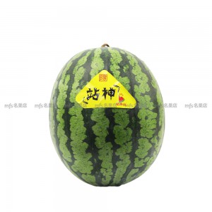 緬甸 站神西瓜 2