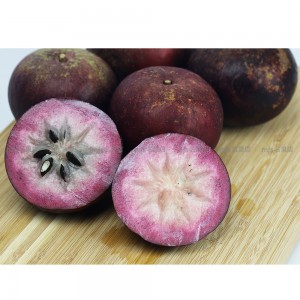 台灣 紫鑽牛奶果 2