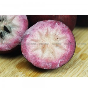 台灣 紫鑽牛奶果