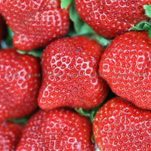 日本 福岡縣 甜王士多啤梨 碟裝 1盒2碟 2