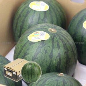 日本 熊本縣 小玉西瓜 4-5玉 原箱