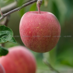 中國 富士蘋果 4個