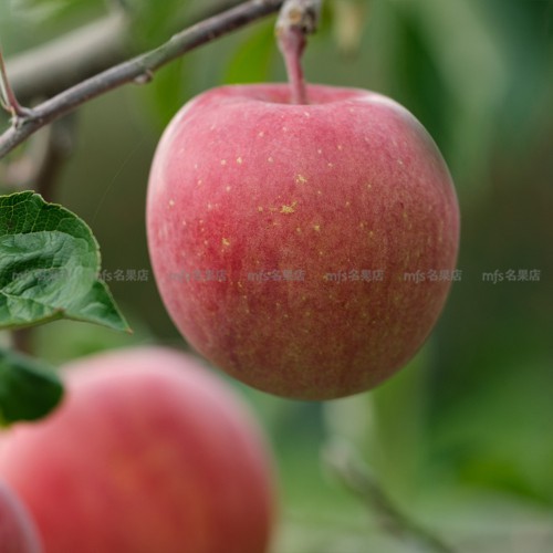 中國 富士蘋果 4個