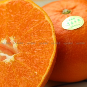 日本 佐賀縣 濱崎蜜柑 250g-300g 2