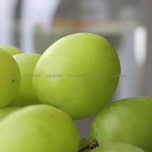 澳洲 波子青提 磅 2