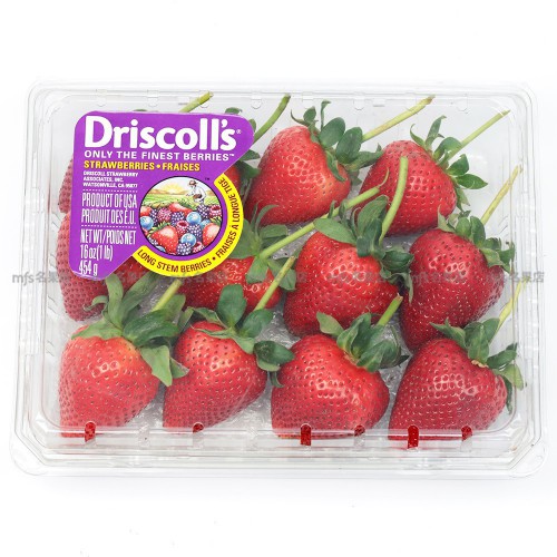 美國 Driscoll's 長柄士多啤梨(12-16粒)