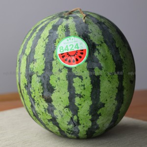 中國 8424 西瓜