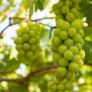 日本 岡山縣 晴王香印提子 禮盒 2