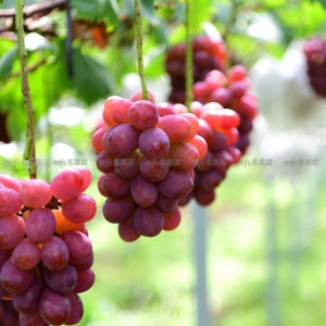 日本 長野縣 皇后紅提 原箱 8-9束 2