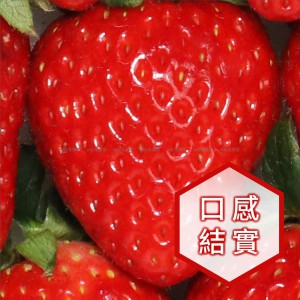 日本 德島縣 阿菠莓夢物語紅頰士多啤梨 禮盒 2