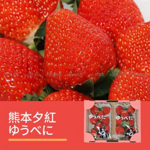 日本 熊本縣 夕紅士多啤梨 碟裝 1盒2碟