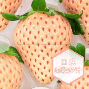 日本 奈良縣 淡雪士多啤梨 碟裝 1盒2碟 2